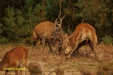 BRONS OP DE HOGE VELUWE 2023