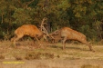 BRONS OP DE HOGE VELUWE 2023