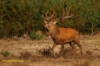 BRONS OP DE HOGE VELUWE 2023