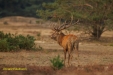 BRONS OP DE HOGE VELUWE 2023