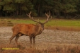 BRONS OP DE HOGE VELUWE 2023