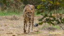 GROETEN UIT HILVARENBEEK