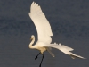 GROTE ZILVERREIGER
