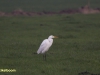 GROTE ZILVERREIGER