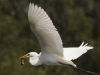 GROTE ZILVERREIGER