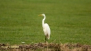 GROTE ZILVERREIGER 2019