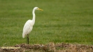 GROTE ZILVERREIGER 2019