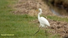GROTE ZILVERREIGER 2019