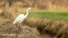 GROTE ZILVERREIGER 2019