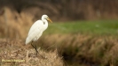 GROTE ZILVERREIGER 2019