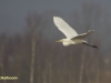 GROTE ZILVERREIGER