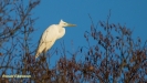 GROTE ZILVERREIGER 2021