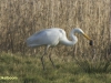 GROTE ZILVERREIGER