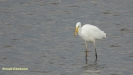 GROTE ZILVERREIGER 2018
