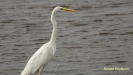 GROTE ZILVERREIGER 2018