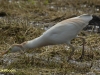 KOEREIGER