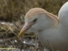 KOEREIGER