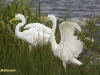 GROTE ZILVERREIGER (JONGEN)