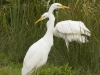GROTE ZILVERREIGER (JONGEN)