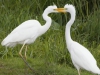 GROTE ZILVERREIGER (JONGEN)