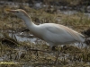 KOEREIGER