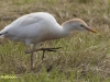 KOEREIGER