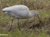 KOEREIGER