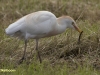 KOEREIGER