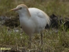 KOEREIGER