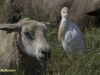 KOEREIGER
