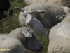 KOEREIGER