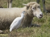 KOEREIGER