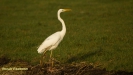 GROTE ZILVERREIGER 2016