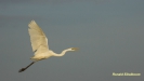 GROTE ZILVERREIGER 2016