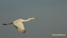 GROTE ZILVERREIGER 2016