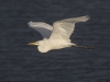 GROTE ZILVERREIGER