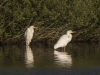 GROTE ZILVERREIGER