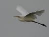 GROTE ZILVERREIGER