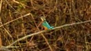 IJSVOGEL 2021