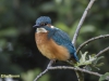 IJSVOGEL