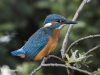 IJSVOGEL