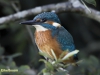 IJSVOGEL