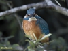 IJSVOGEL