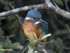 IJSVOGEL