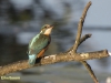 IJSVOGEL