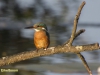 IJSVOGEL