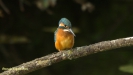 JONGE IJSVOGEL 2016