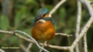 JONGE IJSVOGEL 2016