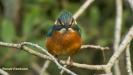 JONGE IJSVOGEL 2016