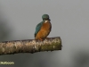 IJSVOGEL